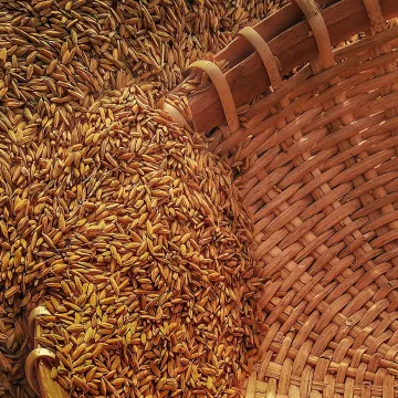 Spriedīs par Krievijas lauksaimniecības produktu importa aizliegšanu ES