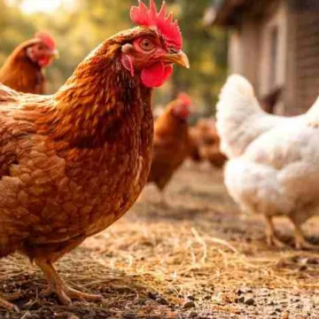 Pieejams atbalsts biodrošībai mazajās lauku saimniecībās